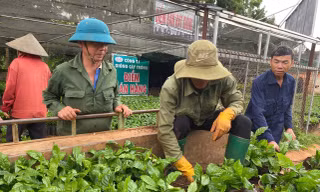 Cây cà phê giống 'cháy' hàng 