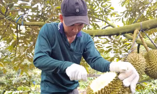 Hai đơn vị 'truy' chất cấm trong sầu riêng 