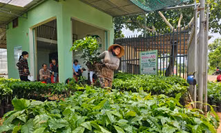 Giá cà phê tăng vọt, cây giống ‘cháy hàng' ở Đắk Lắk