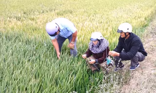 Đắk Lắk: Hàng trăm héc-ta lúa không trổ bông