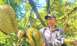 Chốt giá, nhận cọc xong nghe sầu riêng rụng chủ vườn 'rầu hết cả người'