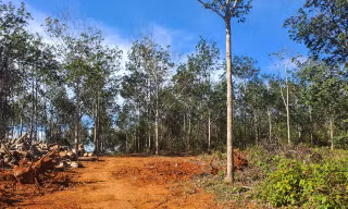Nguyên giám đốc và người thân được cấp 'sổ đỏ' trên đất lâm nghiệp