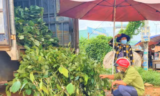 Nông dân chọn mua giống tiêu