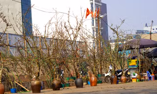 Người Hà Nội chi bạc triệu cho thú chơi hoa lê sau Tết
