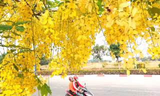 ‘Bò cạp vàng’ khoe sắc, đường phố Bình Dương đẹp như tranh