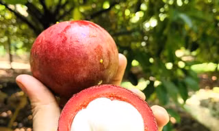 Nông dân trúng đậm măng cụt, công nhân mất việc đi hái, gọt thuê kiếm tiền