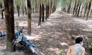 Trốn truy nã, trộm xe máy chạy vào vườn cao su vẫn không thoát