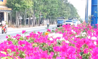 Hoa giấy làm ‘say đắm lòng người’ trên tuyến đường huyết mạch ở Bình Dương