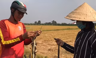 Doanh nghiệp tạm nghỉ vì dịch, công nhân đua nhau ra đồng bắt chuột 