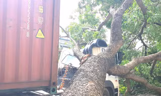 Tài xế container hoảng hồn khi cây xanh cổ thụ bất ngờ đè bẹp cabin 