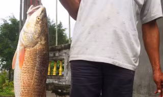 Cần thủ suýt làm thịt con cá nghi là sủ vàng quý hiếm