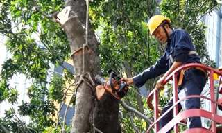 Bắt đầu di dời, đốn hạ hàng cây cổ thụ trên đường Tôn Đức Thắng