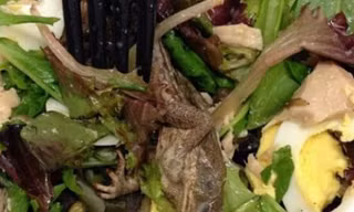 Kinh hoàng phát hiện ếch chết trong món salad