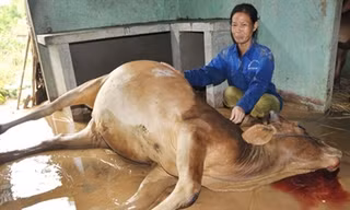 Bò chết, dân vùng lũ bật khóc vì xót của