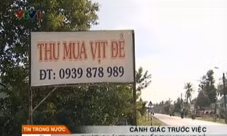 Thương lái Trung Quốc bất ngờ thu mua vịt đẻ