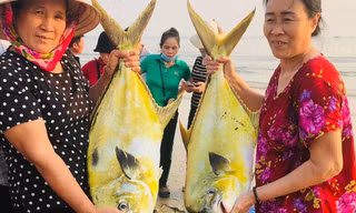 Ngư dân Hà Tĩnh 'trúng' mẻ cá vàng dương, thu về hơn 300 triệu đồng