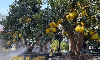 Hình ảnh bưởi Diễn đổ về TPHCM bán Tết
