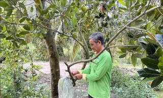 Người dân Long An chờ mưa 'cứu' cây ăn trái