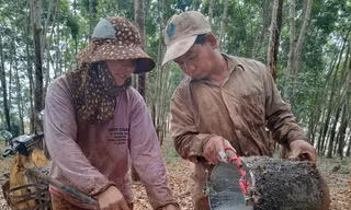Nông dân Bình Phước phấn khởi vì giá 'vàng trắng' tăng cao