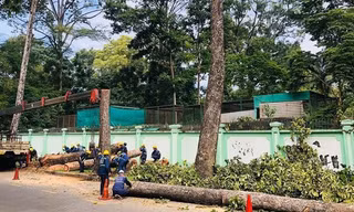 Đốn hạ hơn 400 cây xanh để làm tuyến Metro số 2 ở TPHCM