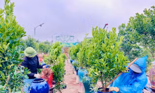 Mặc mưa phùn và nồm ẩm, người dân thủ phủ quất Tứ Liên vẫn ra vườn chuẩn bị cho vụ mới