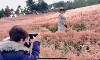 Mãn nhãn với đồi cỏ hồng Đà Lạt đẹp như cổ tích