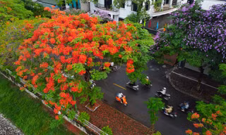Hoa phượng đỏ 'thắp lửa' phố phường Hà Nội 