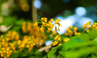 Hà Nội mùa giáng hương khoe sắc rực rỡ trong nắng 