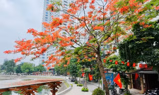 Hoa bằng lăng, phượng vĩ nở rộ khắp phố phường Hà Nội