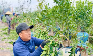 Nghề uốn cây cảnh, tạo dáng quất cho thu nhập tiền triệu mỗi ngày 