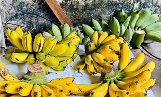 Làng quê có đặc sản ‘tiến vua’ được nhiều người săn đón