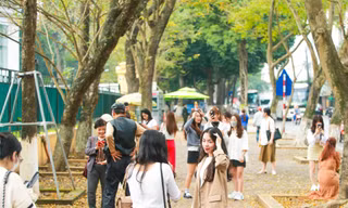 Hà Nội mùa cây thay lá, giới trẻ mê mẩn check-in với thảm lá vàng rực rỡ