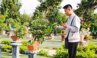 Quất mini độc lạ, khách sẵn sàng bỏ cả chục triệu mua về chơi Tết 