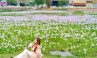 Giới trẻ Hà Nội thích thú 'check in' cánh đồng hoa lục bình tím biếc 