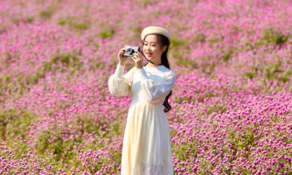 Thảo nguyên hoa bách nhật tím mộng mơ như trời Âu 'đốn tim' giới trẻ Hà thành