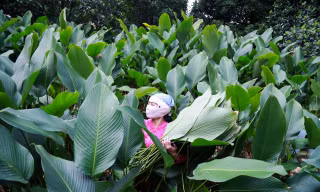 Làng nghề trồng lá dong hàng trăm năm tuổi ở Hà Nội vào vụ Tết Nguyên đán