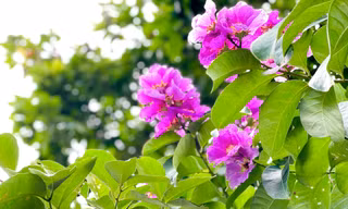 Bằng lăng tím rợp trời Hà Nội
