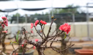 Cận cảnh đào tiến Vua 'ngủ' phòng điều hòa chờ đón Tết