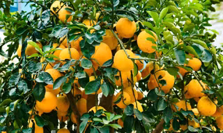 Những gốc bưởi ghép trăm quả chờ khách 'rước' về chơi Tết 