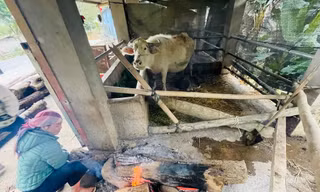Rét tê tái, người dân vùng cao trắng đêm đốt lửa sưởi ấm vật nuôi