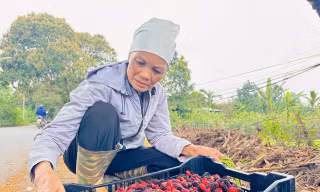 Từ cây làm hàng rào thành đặc sản, dân ven đô Hà Nội tất bật thu hoạch