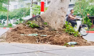 Hà Nội: Nhiều cây xanh với bộ rễ lộ thiên, tiềm ẩn nguy cơ bật gốc, gãy đổ trong mùa mưa bão