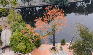 Hoa gạo thắp lửa trong ngôi chùa nghìn tuổi ở Hà Nội