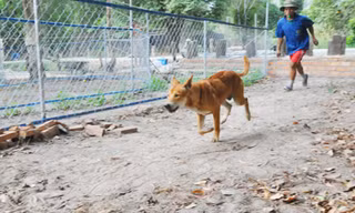 Mở trường đua chó ở Phú Quốc