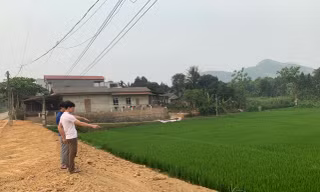Dự án làm đường lấp mương thủy lợi khiến nhiều diện tích lúa có nguy cơ mất trắng
