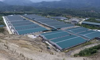 Trại lợn 136 tỷ đồng bốc mùi hôi thối, người dân bức xúc