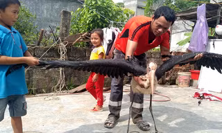 Chim quý hiếm sải cánh hơn 2m sa ruộng lúa Hà Tĩnh