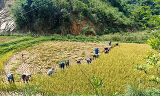Áo xanh tình nguyện vùng biên giới gặt lúa giúp dân giữa trời 'đổ lửa'