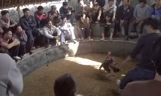 Biến xưởng sản xuất đá lạnh thành sới gà, hơn 20 đối tượng bị bắt giữ