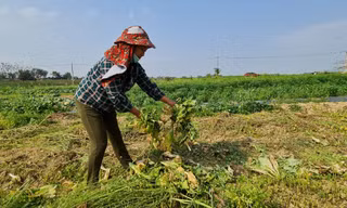 Rau ế ẩm, nông dân ngấn lệ đào bỏ làm thức ăn cho gia súc